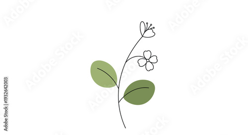 Delicate botanical illustration of a slender branch with two green leaves and small white flowers on a clean white background.