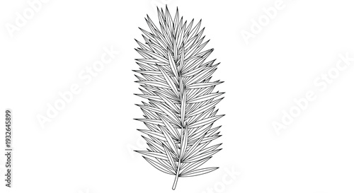 Intricate line drawing captures the dense and symmetrical arrangement of needles on a single upright fir or spruce tree branch.