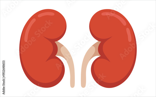 Human kidney anatomy with adrenal glands medical illustration isolated vector illustration on white background