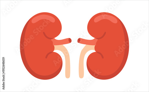Human kidney anatomy with adrenal glands medical illustration isolated vector illustration on white background