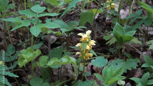 Wallpaper Mural Yellow archangel wildflower blooms among lush green forest undergrowth. Pale yellow hooded flowers rise above serrated leaves and fallen leaf litter in a shaded woodland setting.  Torontodigital.ca