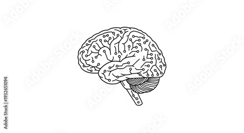 Detailed illustration of a human brain viewed from the side showcasing its intricate structures and features in a simple line drawing style