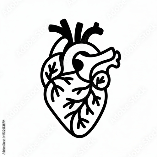 Anatomical illustration of a human heart in a detailed vector graphic from a frontal viewpoint