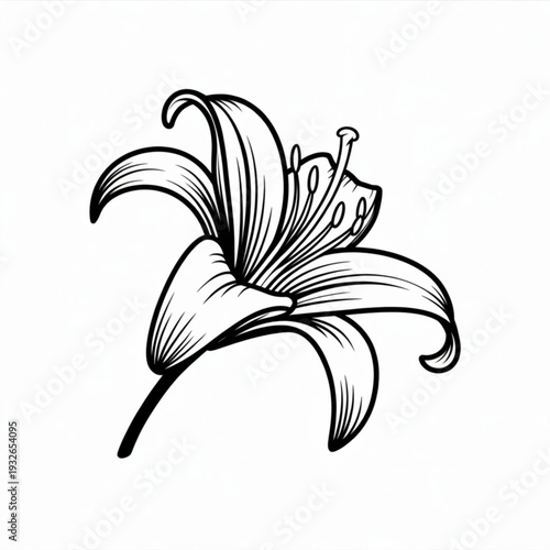 Line art illustration of a lily flower with detailed petals and stamens, showcasing botanical artistry