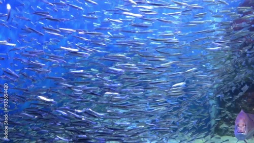 Schools of Sardines, Japanese pilchard and anchovy, swimming all together underwater. Great anchovy run. 4K