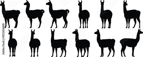 Silhouette set of llamas standing and walking in various poses on white background Keywords: llama, silhouette, animal, mammal