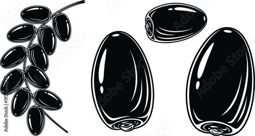 MobileHand drawn date fruits collection vintage botanical tropical food illustration sweet dried dates engraving isolated vector set