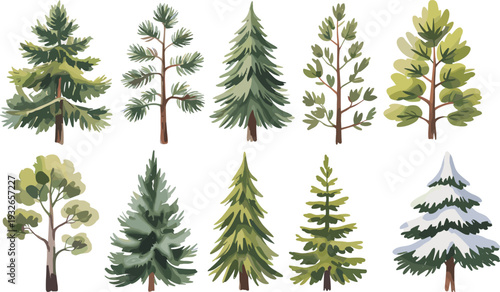 Nine different types of evergreen trees with various shapes and colors in a row pine spruce