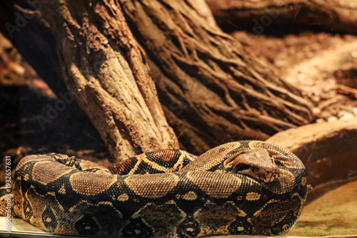 Bild auf Leinwand Close-up of a coiled boa constrictor snake with intricate brown and black patter