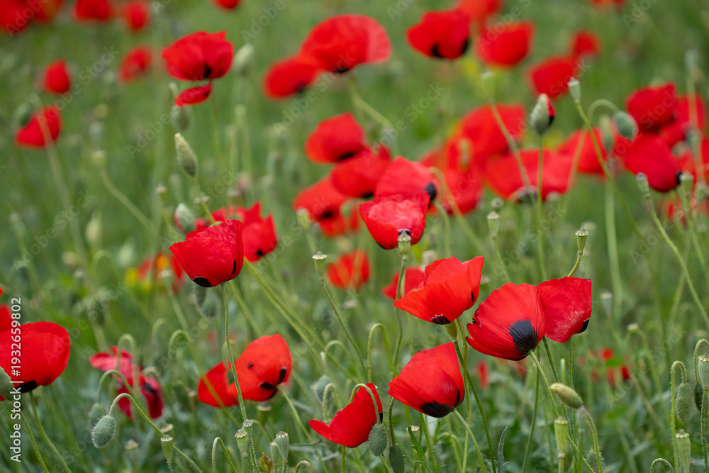 Fototapeta premium Poppies in a Meadow