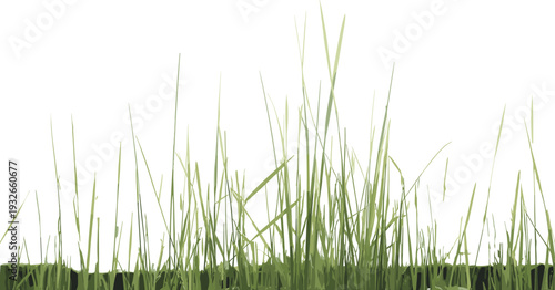 Tall green grass blades against a white background