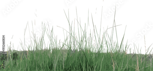Tall green grass blades swaying gently in a natural field under a clear sky
