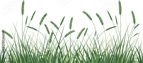 Tall green grass with wheat stalks growing in a natural field setting