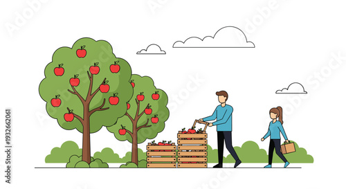 Couple picking ripe red apples from trees in a sunny orchard and placing them into wooden crates during the autumn harvest.