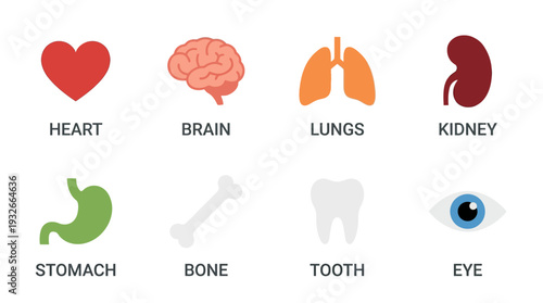 Body Organs Icon Set – Medical Illustrations Featuring Heart, Brain, Lungs, Kidney, Stomach, Bone, Tooth, and Eye for Healthcare Graphics and Educational Projects