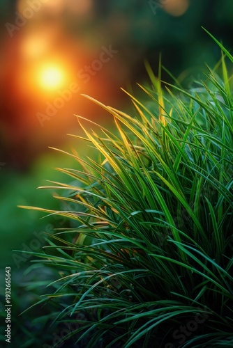 Serenity of lush green grass at sunset