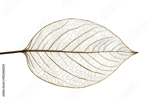 Golden skeleton leaf vein network creating delicate natural filigree structure against a transparent background