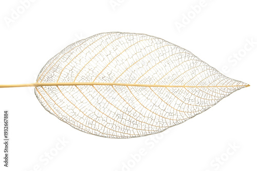 Golden skeleton leaf showcasing delicate botanical structure and natural transparency on its intricate network of veins