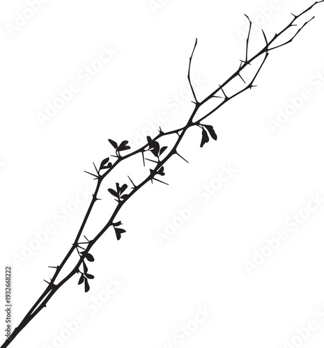 Prickly thorn branch silhouette vector illustration featuring sharp spines and line art leaf