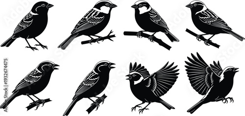 Bird silhouette set, black songbird collection with perched and flying poses, detailed wildlife illustration isolated on white background for nature design