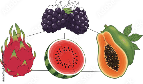 Tropical fruit illustration vector set with dragon fruit, watermelon slice, papaya half, and blackberries arranged in infographic style for healthy food designs