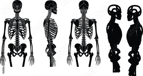 Human Skeleton Anatomy Set Front Side and Back View, Detailed Medical Vector Illustration Isolated on White Background