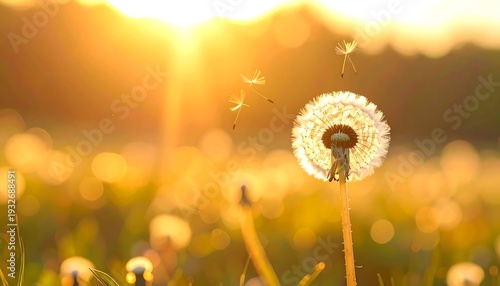 A serene dandelion field at sunset with a prominent dandelion in focus
