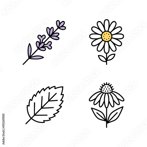 Simple line art icons of lavender, daisy, mint leaf, and echinacea flower