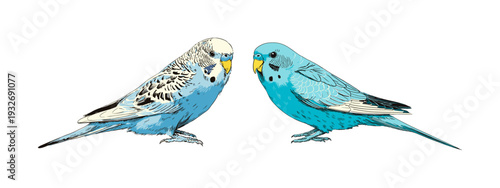 Two blue budgerigars standing side by side, one facing left, the other facing right