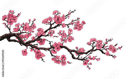 Delicate pink cherry blossoms bloom on a dark, artistic branch against a white background