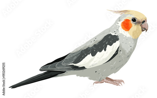 Detailed illustration of a cockatiel bird with yellow crest and orange cheek patches on white background