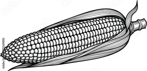 Hand drawn detailed vintage sketch of corn on the cob in husk for agriculture organic farming autumn harvest sweet corn and vegetable market designs