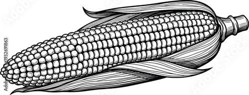 Detailed vintage hand drawn sketch of a single corn on the cob in husk for organic farming agriculture autumn harvest and vegetable market designs