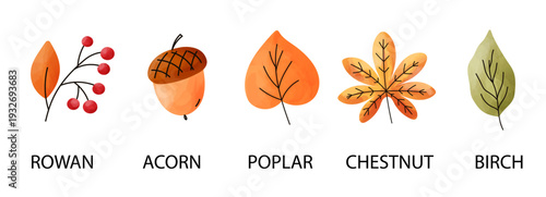 Autumn maple watercolor and leaves leaf fall with dry japanese tree. Vector foliage yellow and red color illustration with oak brown cute. Design autumn forest and gold leaves chestnut