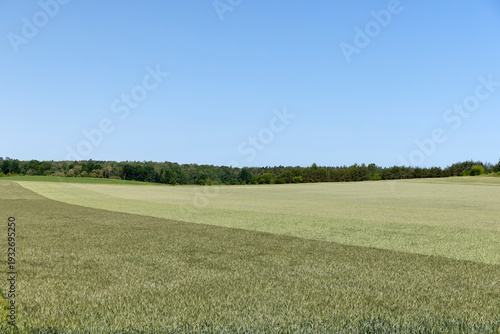 an agricultural field with different types of cereals that have different colors, wheat and rye and barley in the field grow next to each other, a large number of cereals growing together