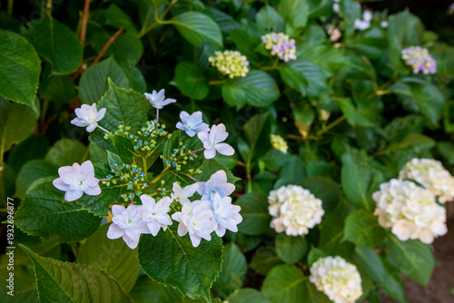 紫陽花_03