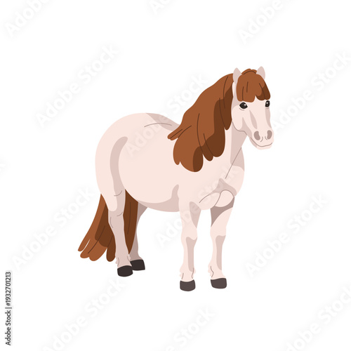 Pony, small dwarf horse, equine animal breed. Shetland foal standing. Thoroughbred purebred miniature stallion with mane and tail. Flat vector illustration isolated on white background