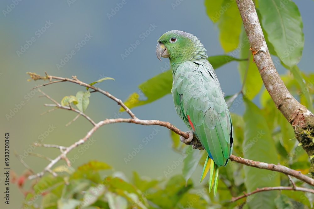 Obraz premium Southern mealy amazon, Amazona farinosa, Parque Nacional Cayambe-Coca, Ecuador
