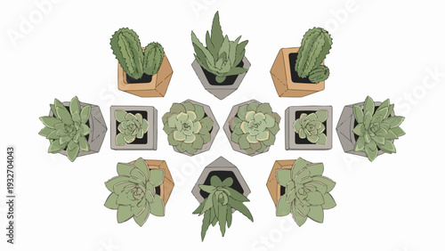 Overhead view of various potted succulents arranged in a decorative pattern on white background. Potted succulents include different cactus and echeveria varieties,