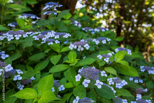 紫陽花_04