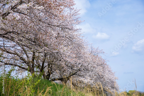 桜_01
