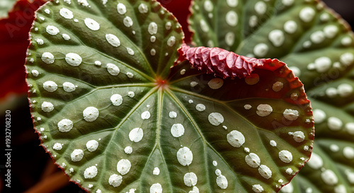 Macro Texture of Rex Begonia Leaf with Silver Spots and Water Droplets – Exotic Plant Detail