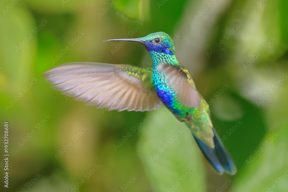 Fototapeta premium Sparkling violetear, Colibri coruscans, Ecuador