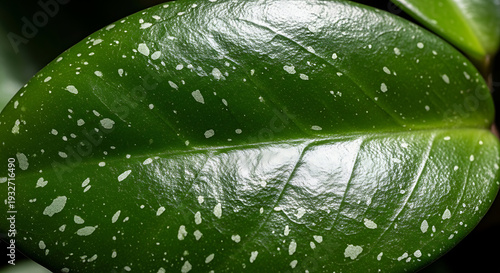 Macro Close-up of Speckled Green Rubber Plant Leaf – Variegated Ficus Elastica Texture