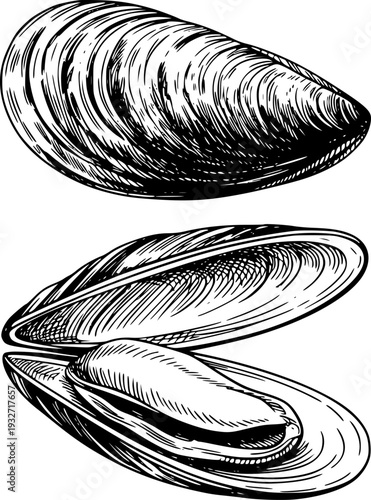 Detailed black and white line of mussels closed and open showing interior white background