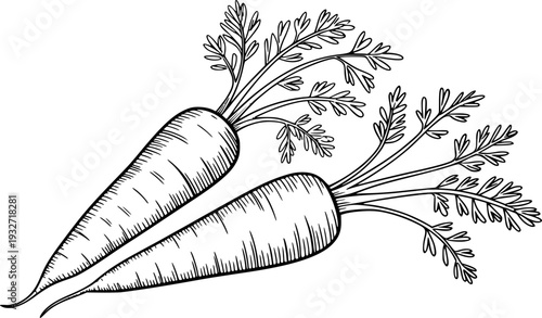 Hand Drawn of Carrots with Green Tops a White Background vegetable food