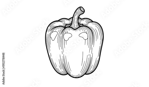 Bell pepper line art botanical sketch vector design