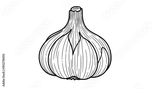 Garlic line art botanical sketch vector design