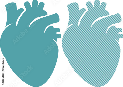 Two teal human hearts one solid one striped anatomy