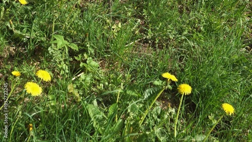 Wallpaper Mural A moving oblique overhead shot glides across lush spring grass scattered with vivid yellow dandelions in full bloom. Bright sunlight casts shadows and highlights the vibrant ground cover.  Torontodigital.ca